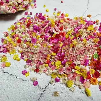 100 kozarcev Pravi Posušen Cvet Glavo Chrysanthemum DIY Ročno Obrt Nail Art Polnjenje Dekor Epoksi Smolo Svečo, Izdelava Nakita Stekla
