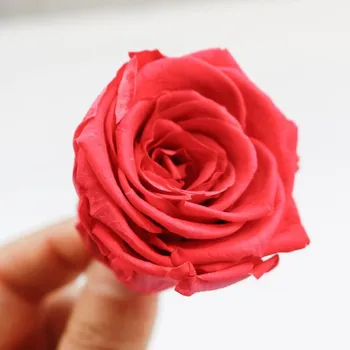 12 Kos/Škatlo B Razred 3-4 cm Večno Rose Konzervirane Umetno Cvetje Rose Konzervirane Cvetje, materinski Dan, Valentinovo Poroka Dekor